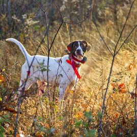 Gun Dog Training