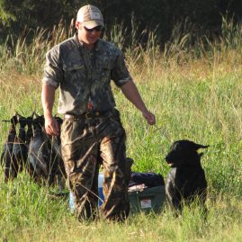 Detection Dogs