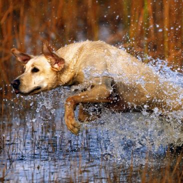 Gun Dog Training