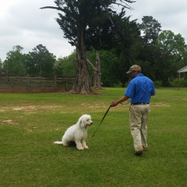 Boarding Kennels