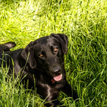 Detection Dog