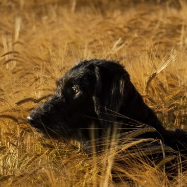 Detection Dog