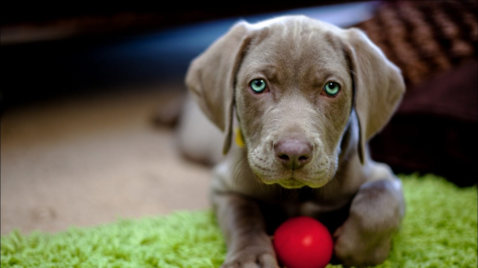 can a dog behaviorist potty train my dog