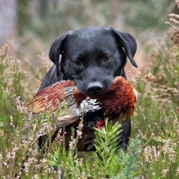 Gun Dog Training